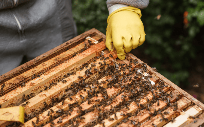 Why Nitrile Gloves are the best For Beekeeping - Nitrile Gloves Info