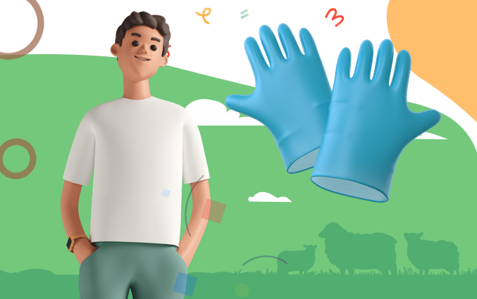 Farmer wearing white shirt and blue nitrile gloves near sheep